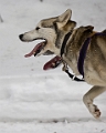 2009-03-14, Competition de traineaux a chiens au Bec-scie (134549)